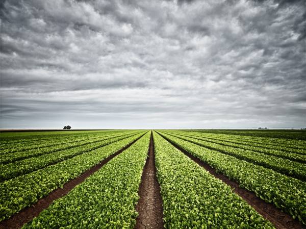 Photograph Marc Tule Lettuce Fields on One Eyeland
